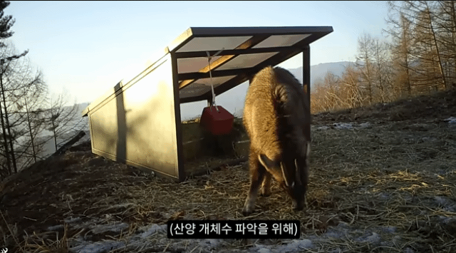 작년 강원도 1m 폭설로 많이 죽은 산양 근황 | 인스티즈