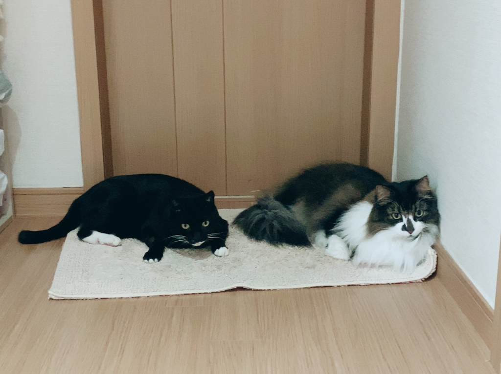 우리집 대장냥이 야콩이의 삶 (사진많아유) | 인스티즈