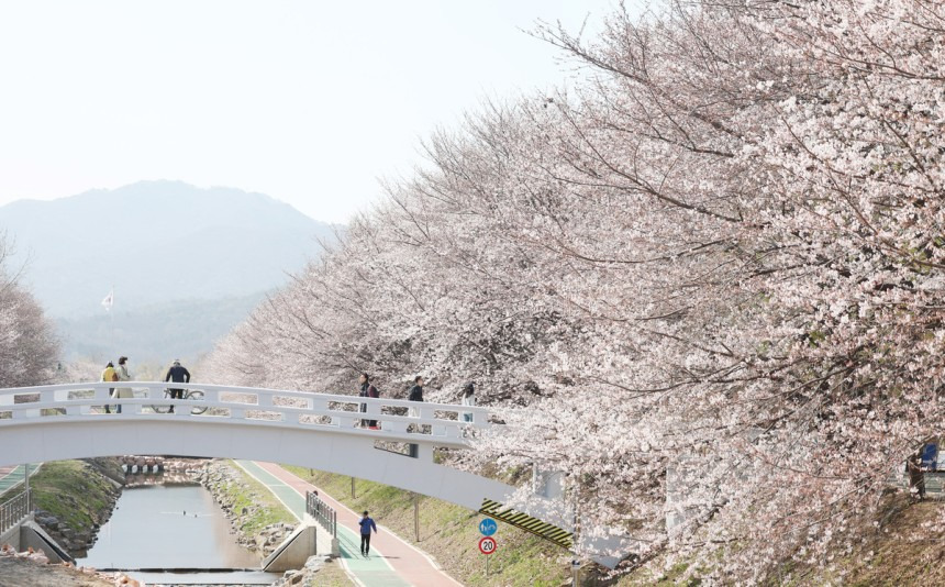 만개한 벚꽃, 곧 '엔딩'…주말 태풍급 비바람 몰아친다 | 인스티즈