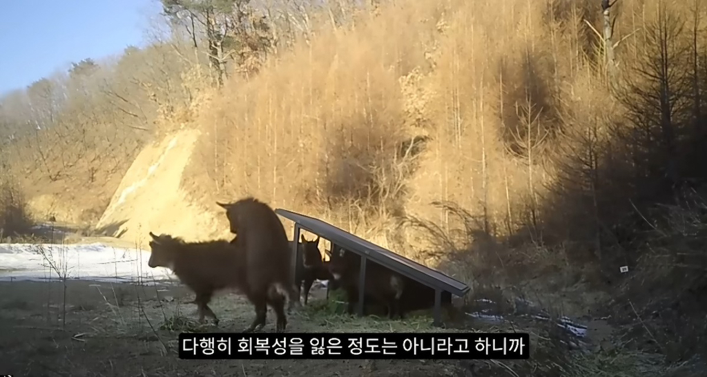 작년 강원도 1m 폭설로 많이 죽은 산양 근황 | 인스티즈
