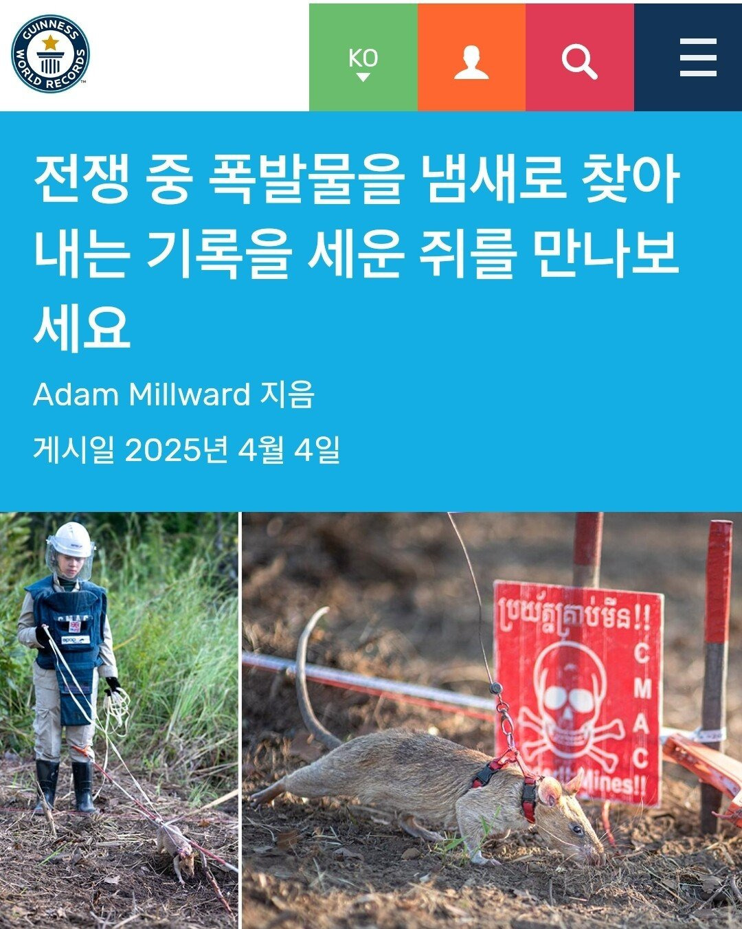 세상에서 가장 많은 사람의 목숨을 구한 '영웅 쥐'.jpg | 인스티즈