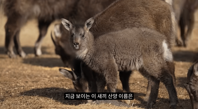 작년 강원도 1m 폭설로 많이 죽은 산양 근황 | 인스티즈
