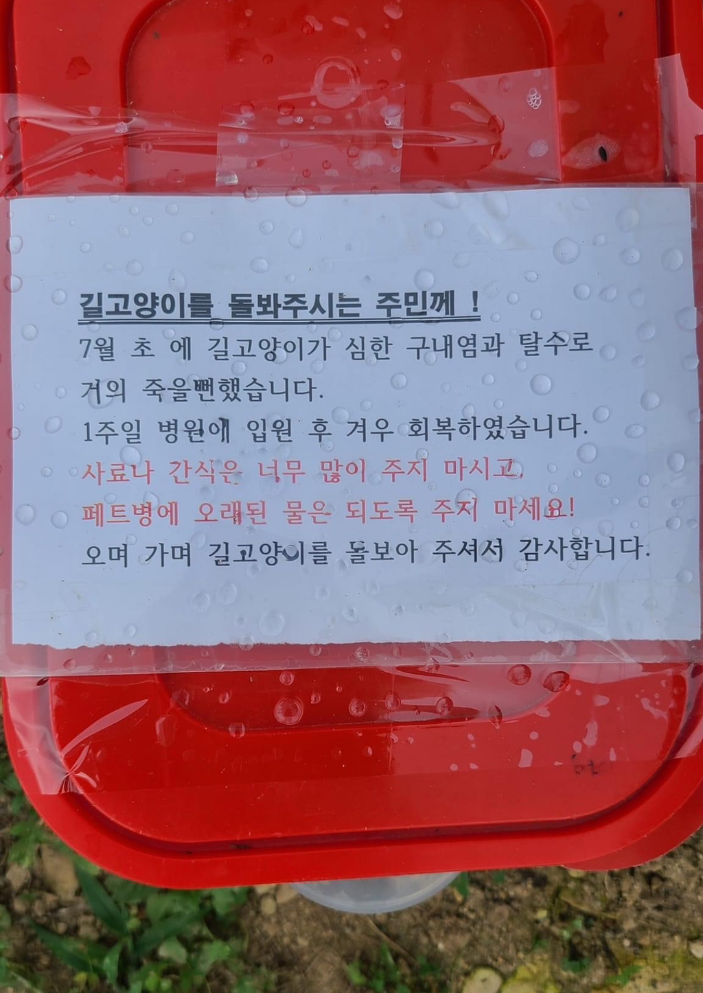 우리집 대장냥이 야콩이의 삶 (사진많아유) | 인스티즈