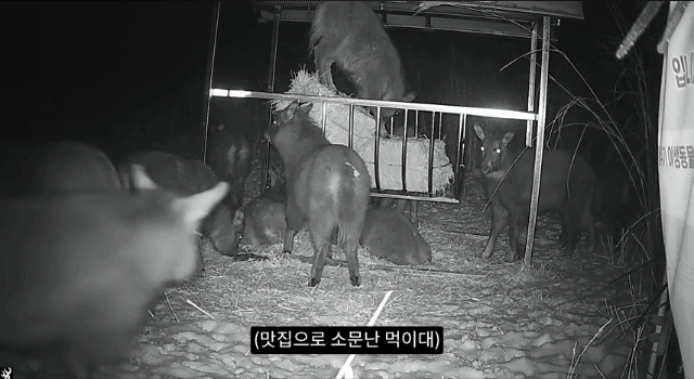 작년 강원도 1m 폭설로 많이 죽은 산양 근황 | 인스티즈