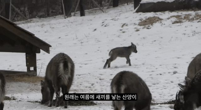 작년 강원도 1m 폭설로 많이 죽은 산양 근황 | 인스티즈