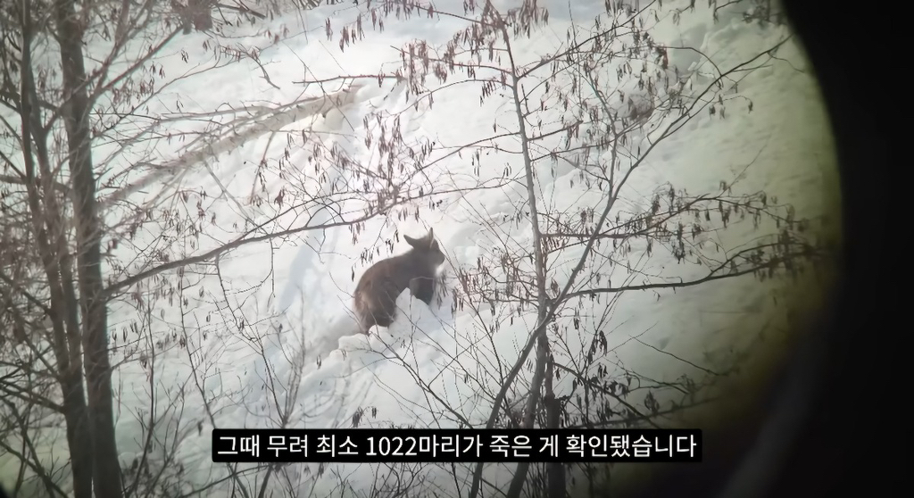 작년 강원도 1m 폭설로 많이 죽은 산양 근황 | 인스티즈