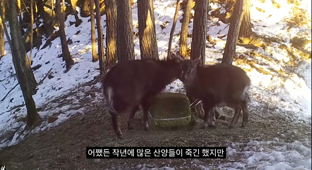 작년 강원도 1m 폭설로 많이 죽은 산양 근황 | 인스티즈