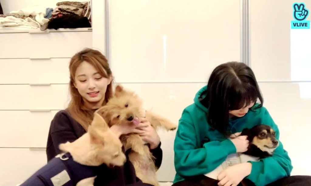 트와이스 쯔위가 입양한 유기견의 변화 | 인스티즈
