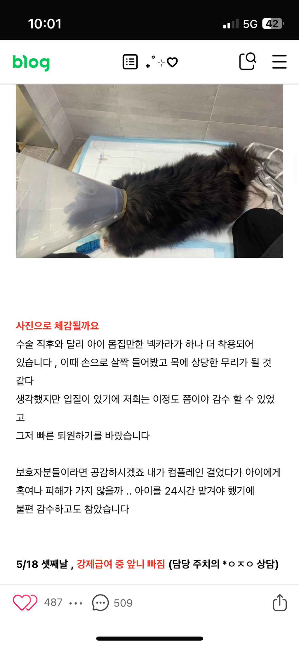 일산 xx24시 동물병원 아기 무지개다리 보내게했어 제발 봐주라 | 인스티즈