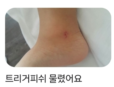 스노클링할때 조심하라는 물고기 🐟 🐠 🐡 | 인스티즈