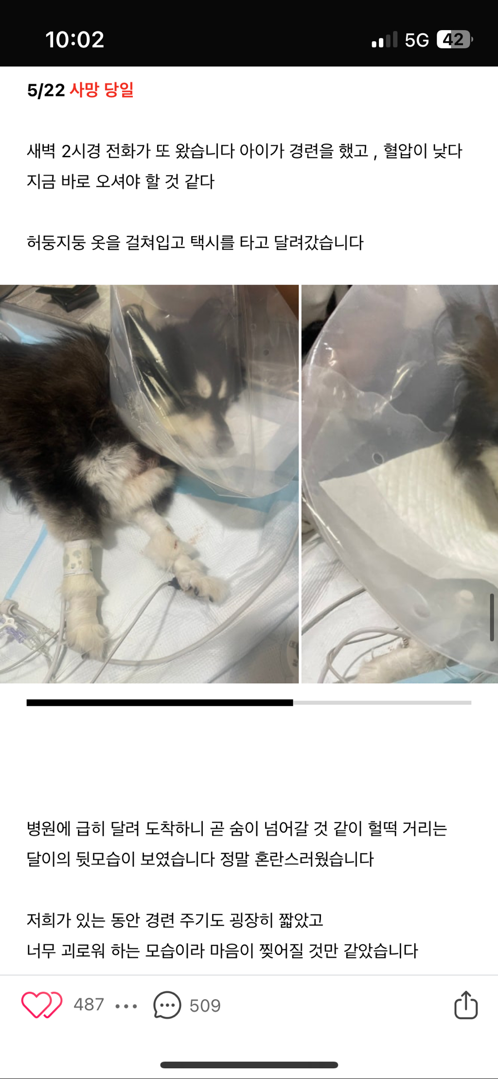 일산 xx24시 동물병원 아기 무지개다리 보내게했어 제발 봐주라 | 인스티즈