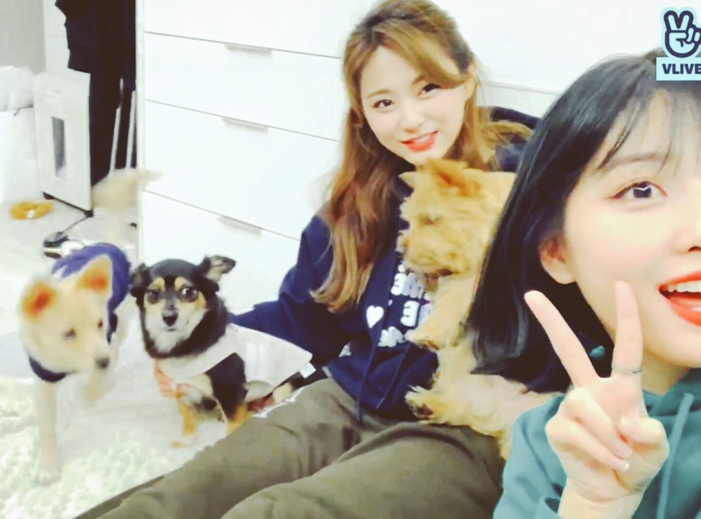 트와이스 쯔위가 입양한 유기견의 변화 | 인스티즈