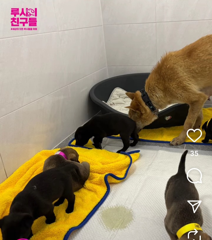 경기도×루시의친구들. 경북산불 구조 동물들 반려마루(여주)에 임시보호 하기로 결정 | 인스티즈