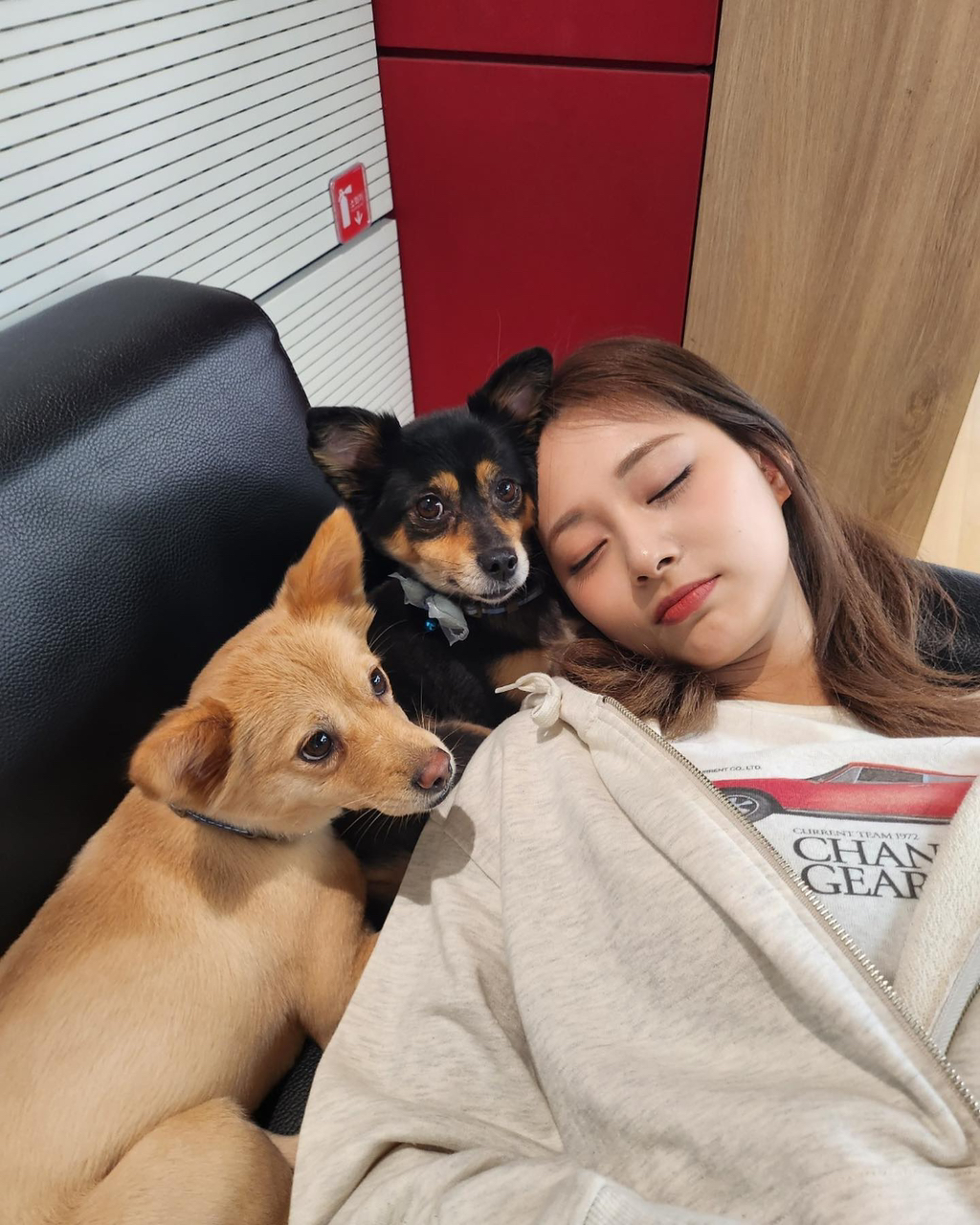 트와이스 쯔위가 입양한 유기견의 변화 | 인스티즈