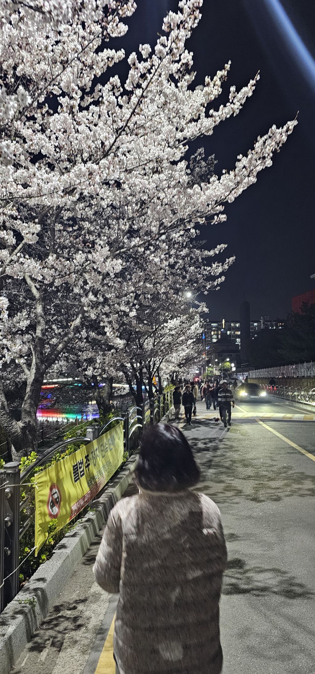 벚꽃놀이 | 인스티즈