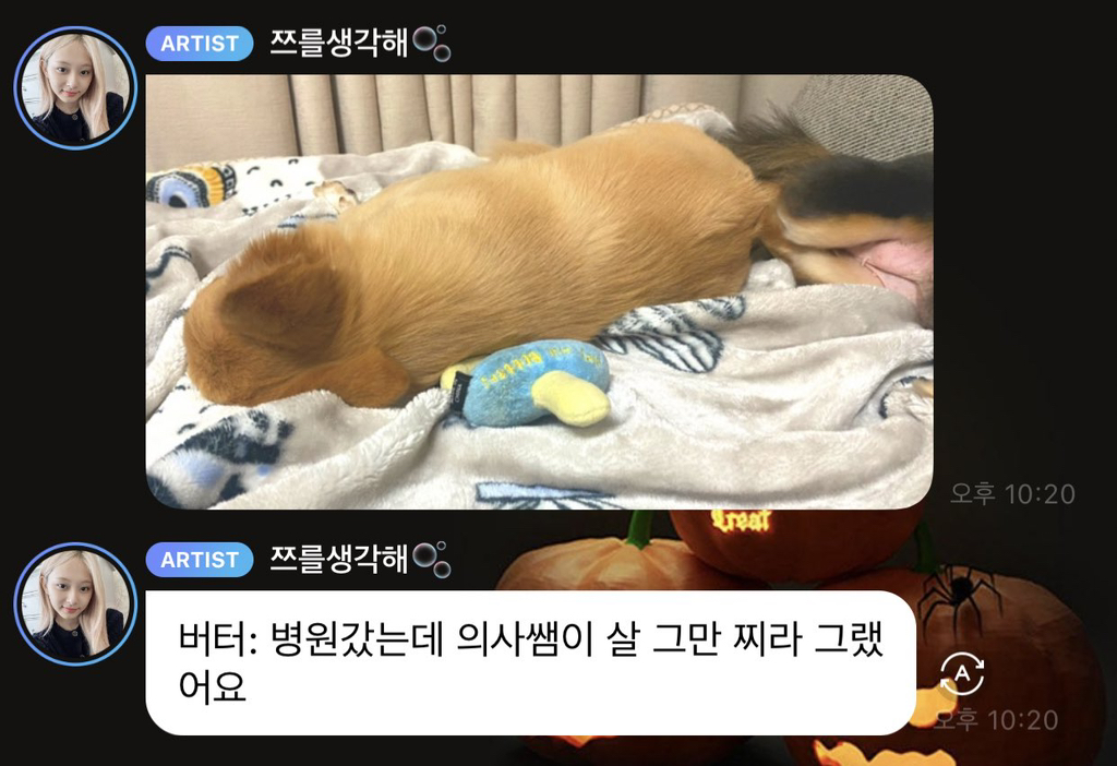 트와이스 쯔위가 입양한 유기견의 변화 | 인스티즈