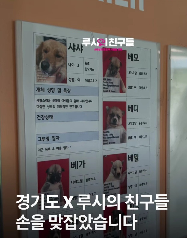 경기도×루시의친구들. 경북산불 구조 동물들 반려마루(여주)에 임시보호 하기로 결정 | 인스티즈