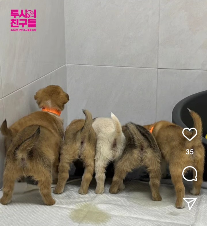 경기도×루시의친구들. 경북산불 구조 동물들 반려마루(여주)에 임시보호 하기로 결정 | 인스티즈