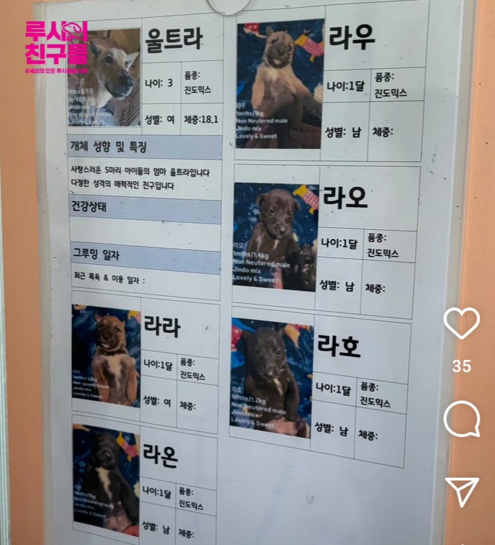 경기도×루시의친구들. 경북산불 구조 동물들 반려마루(여주)에 임시보호 하기로 결정 | 인스티즈