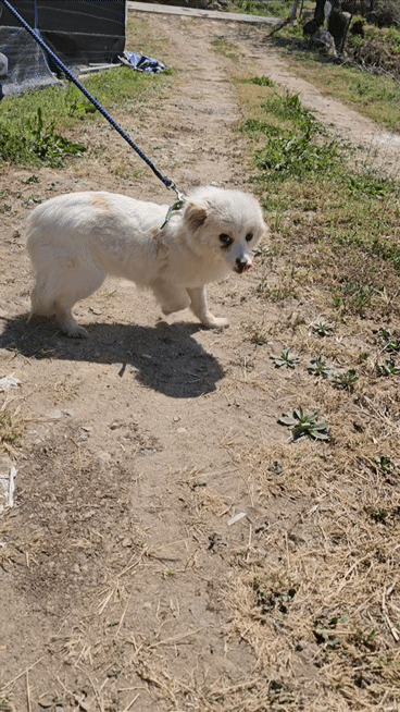 입양홍보) 사랑을 알고싶은 가나디🐶 | 인스티즈