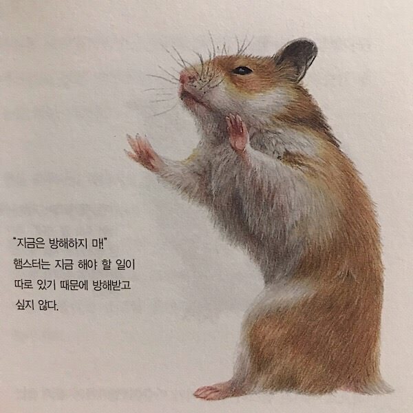 4월 12일은 세계 햄스터의 날 | 인스티즈