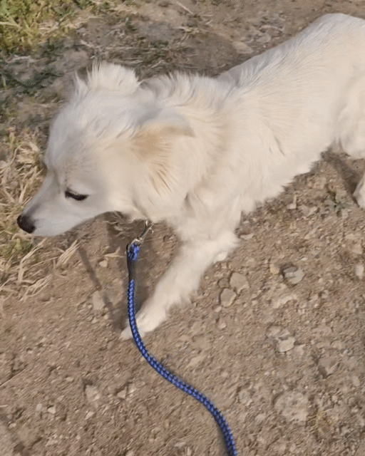 입양홍보) 사랑을 알고싶은 가나디🐶 | 인스티즈
