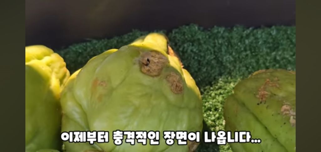 필리핀 마트 진열대에 우글우글한 바퀴벌레 (바퀴사진 있음) | 인스티즈