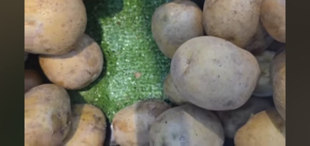 필리핀 마트 진열대에 우글우글한 바퀴벌레 (바퀴사진 있음) | 인스티즈