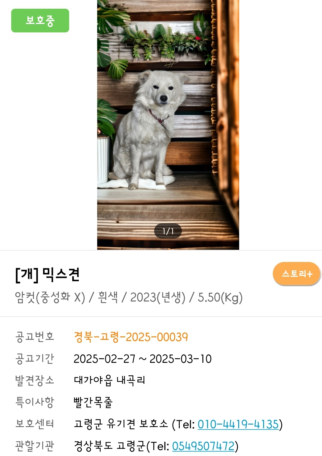 입양홍보) 사랑을 알고싶은 가나디🐶 | 인스티즈