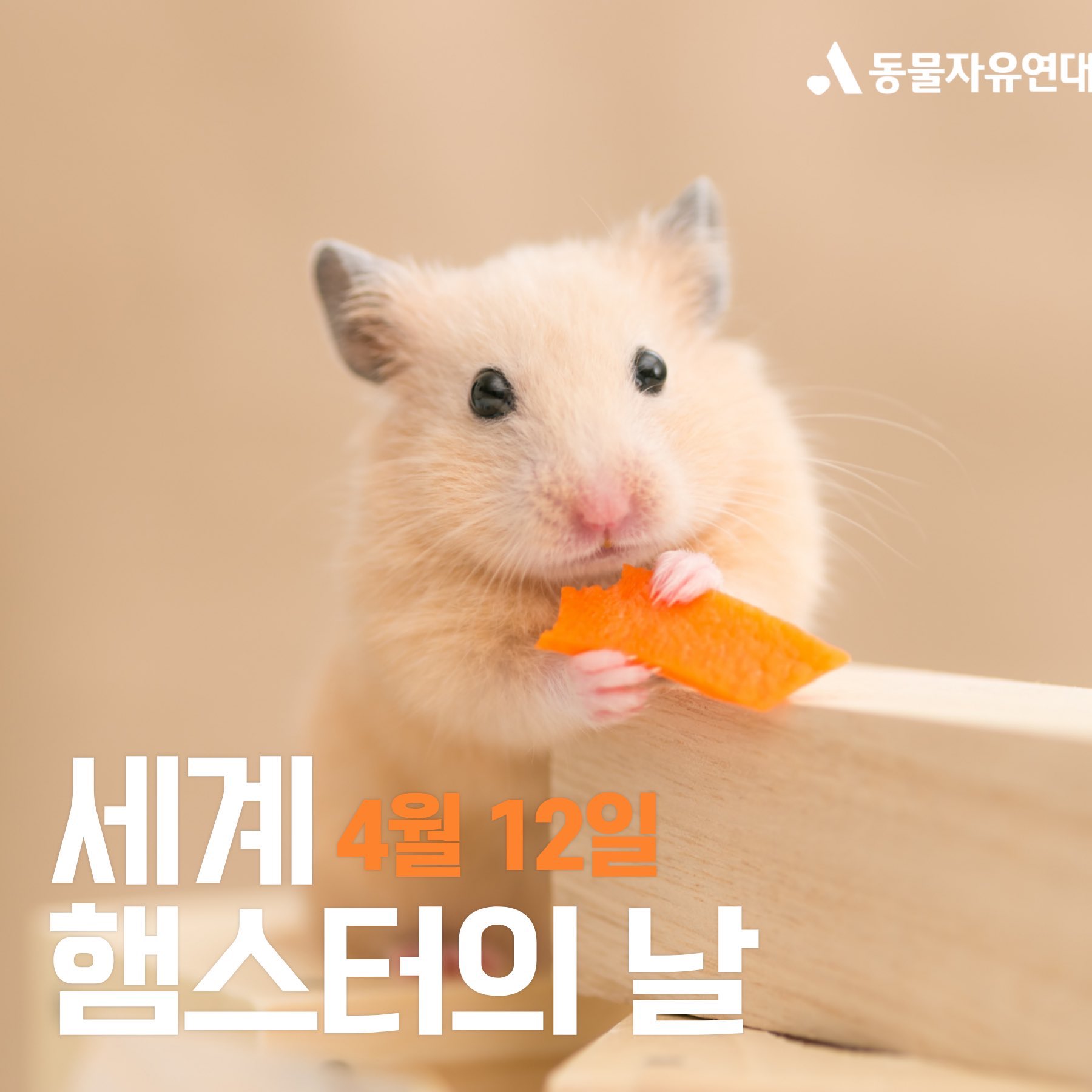 4월 12일은 세계 햄스터의 날 | 인스티즈