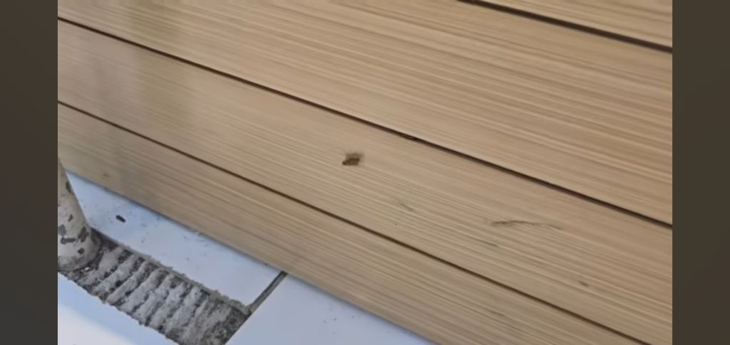 필리핀 마트 진열대에 우글우글한 바퀴벌레 (바퀴사진 있음) | 인스티즈