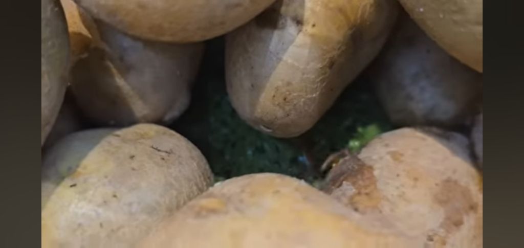 필리핀 마트 진열대에 우글우글한 바퀴벌레 (바퀴사진 있음) | 인스티즈