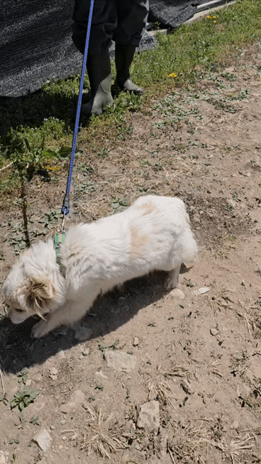 입양홍보) 사랑을 알고싶은 가나디🐶 | 인스티즈