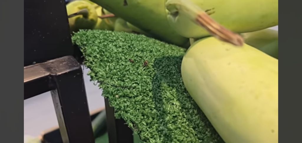 필리핀 마트 진열대에 우글우글한 바퀴벌레 (바퀴사진 있음) | 인스티즈