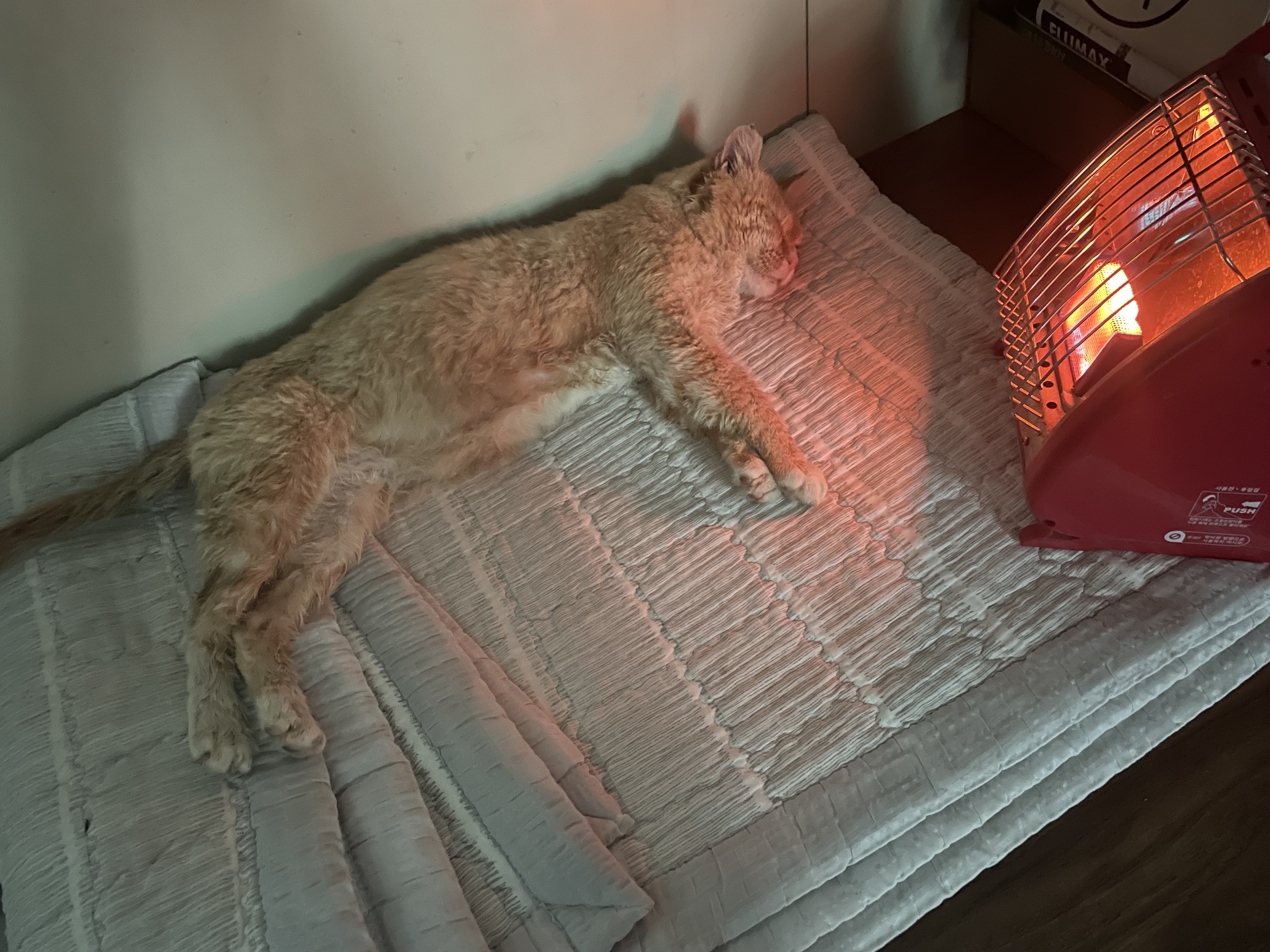 밥 주는 고양이…이틀 연속 머드팩 하고 옴 | 인스티즈