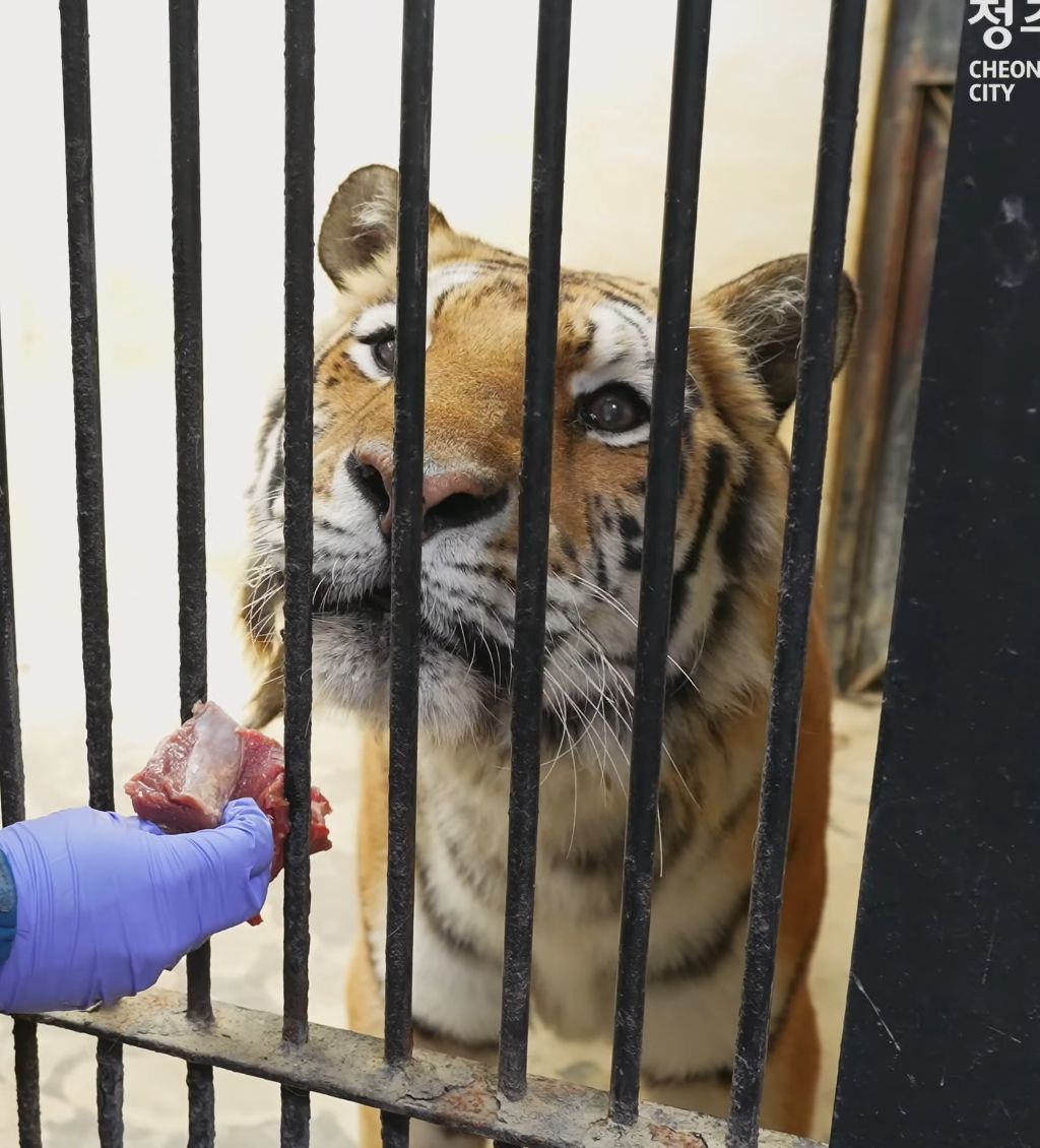 경계라는 걸 모르는 것 같은 청주동물원 언니 호랑이🐯 | 인스티즈