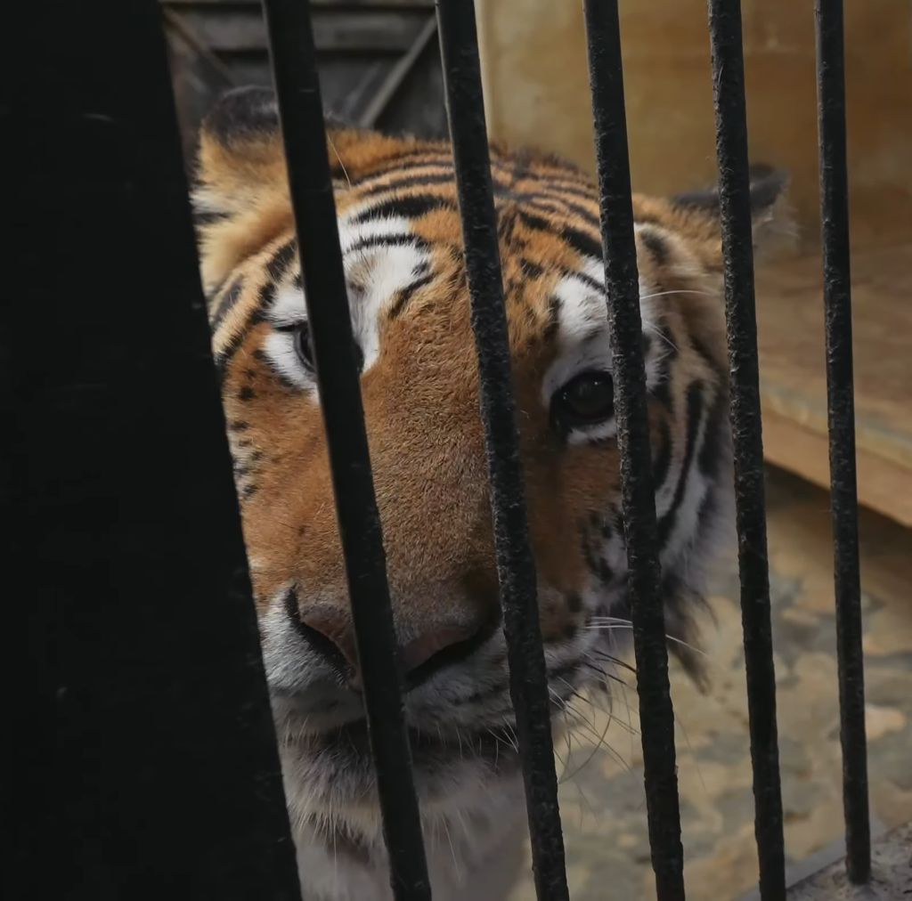 경계라는 걸 모르는 것 같은 청주동물원 언니 호랑이🐯 | 인스티즈
