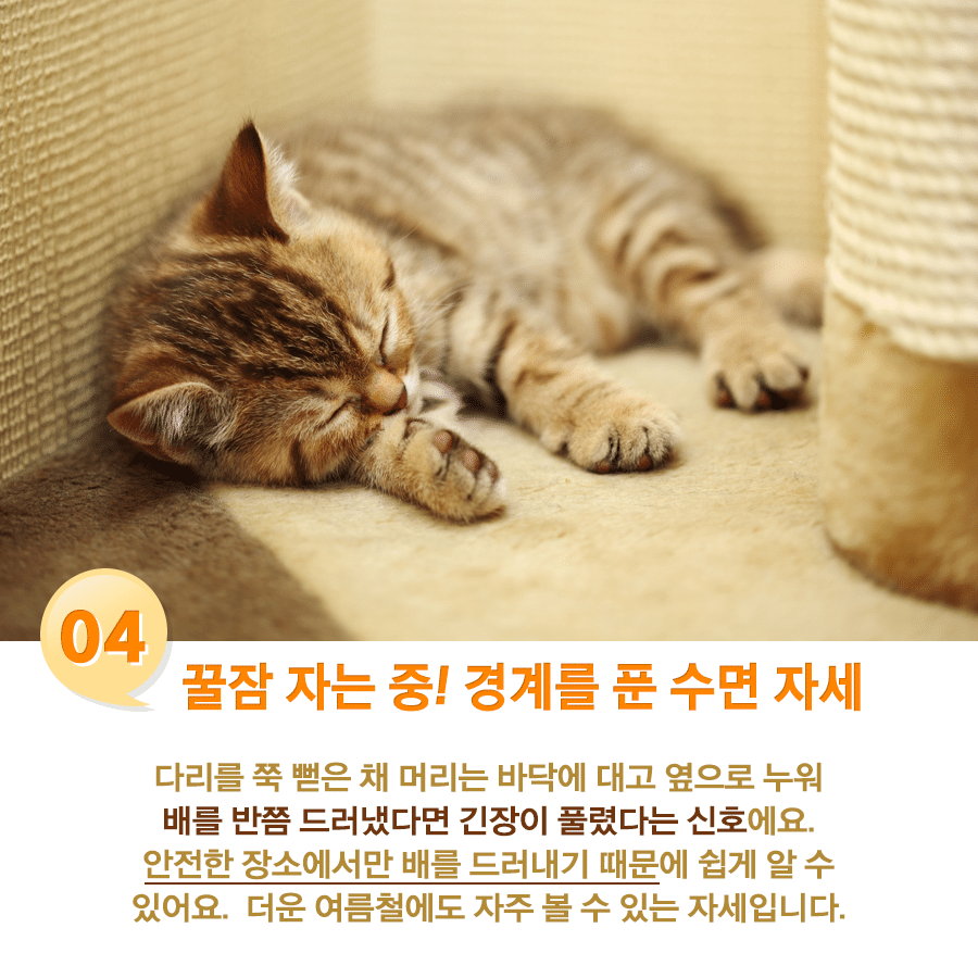 고양이 수면자세별 기분.jpg | 인스티즈