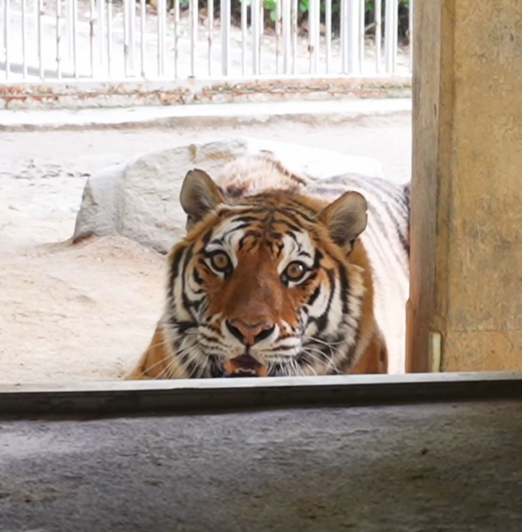 경계라는 걸 모르는 것 같은 청주동물원 언니 호랑이🐯 | 인스티즈