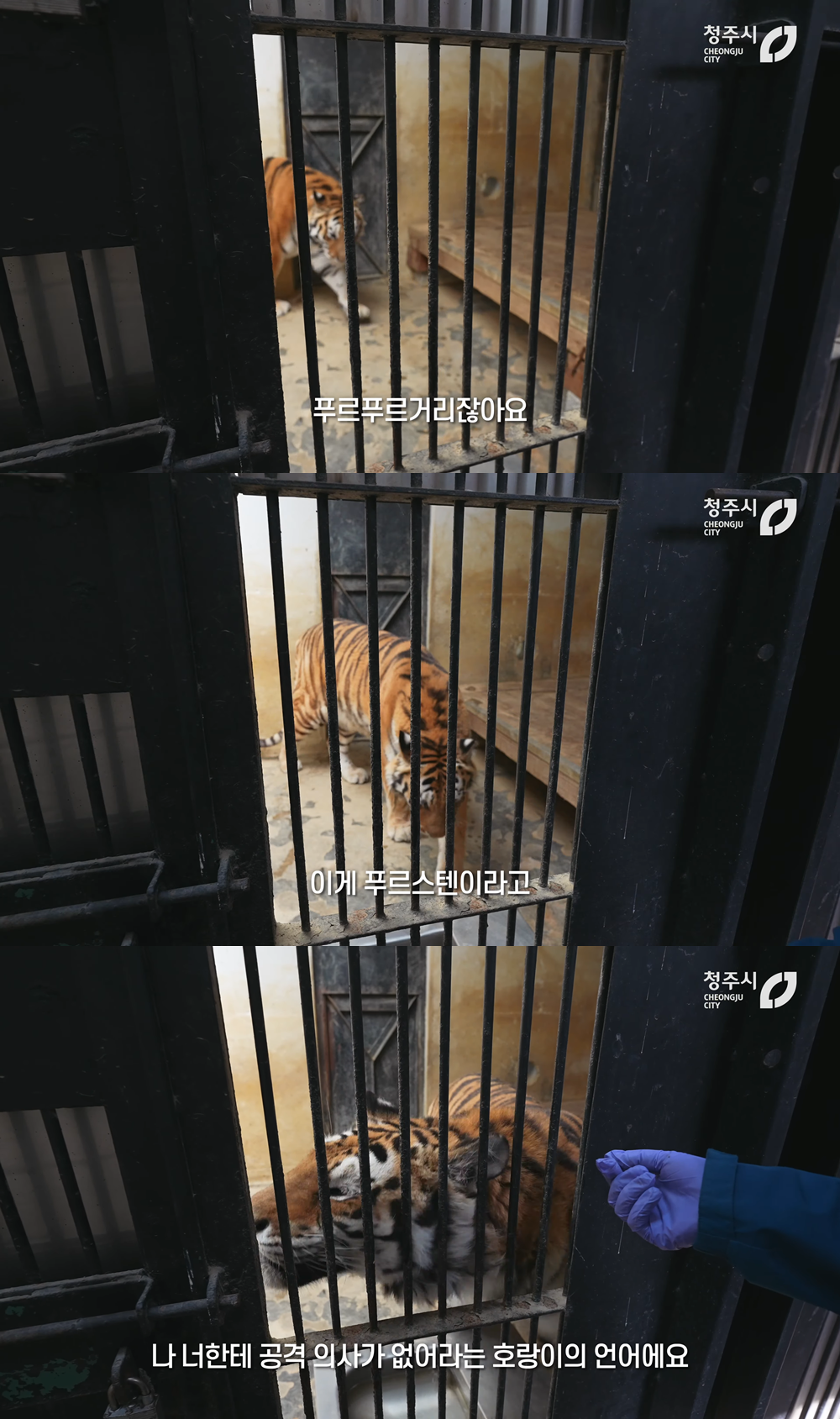 경계라는 걸 모르는 것 같은 청주동물원 언니 호랑이🐯 | 인스티즈
