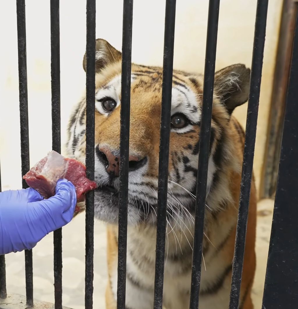 경계라는 걸 모르는 것 같은 청주동물원 언니 호랑이🐯 | 인스티즈