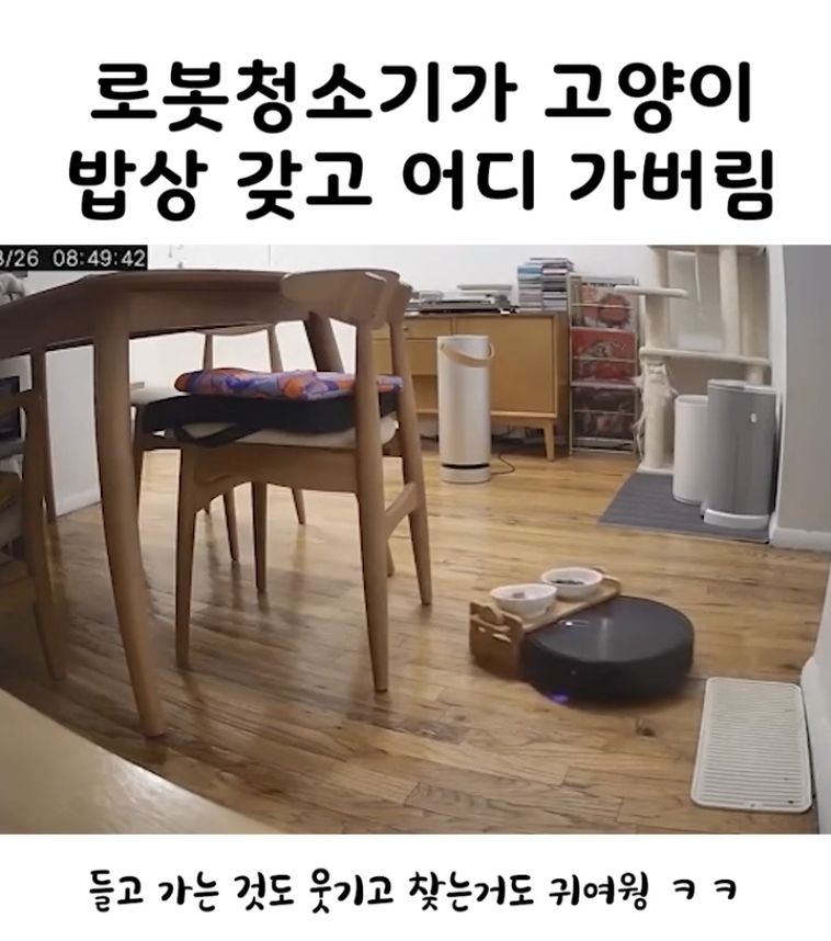  로봇청소기가 고양이 밥상 갖고 어디 가버림1