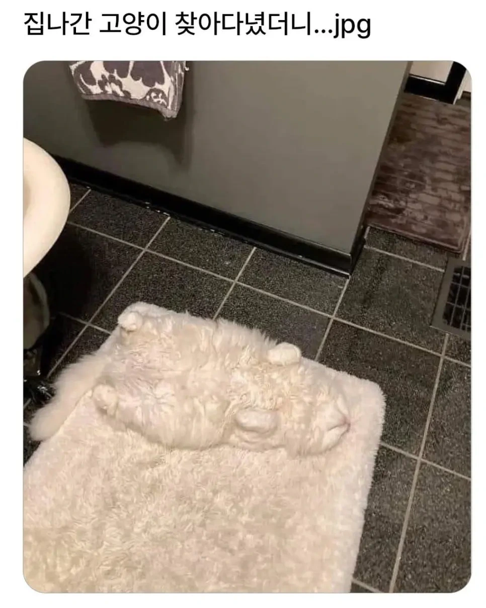  집나간 고양이 찾아다녔는데