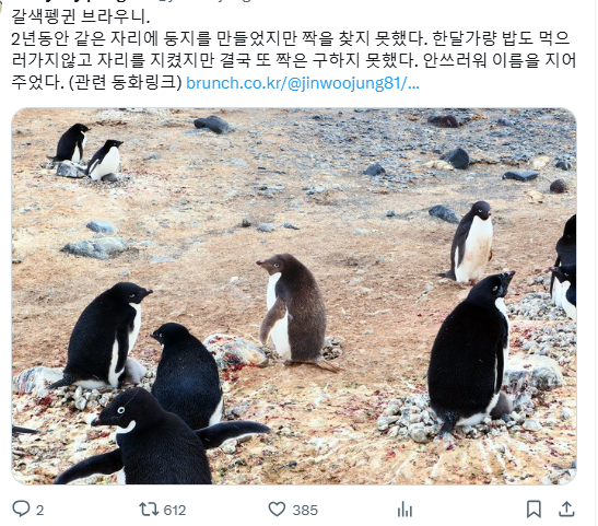 갈색펭귄 브라우니 | 인스티즈