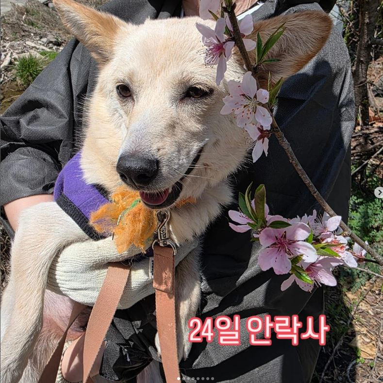 입양홍보) 24일 안락사 예정인 아이들 (사진 엉청 많음 데이터주의) | 인스티즈