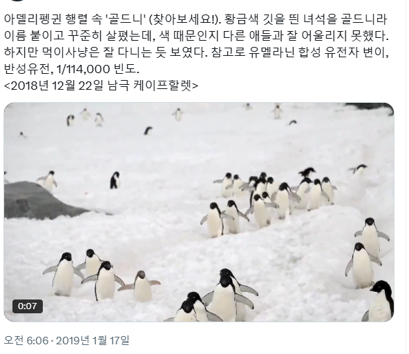 갈색펭귄 브라우니 | 인스티즈