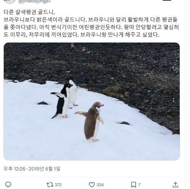 갈색펭귄 브라우니 | 인스티즈