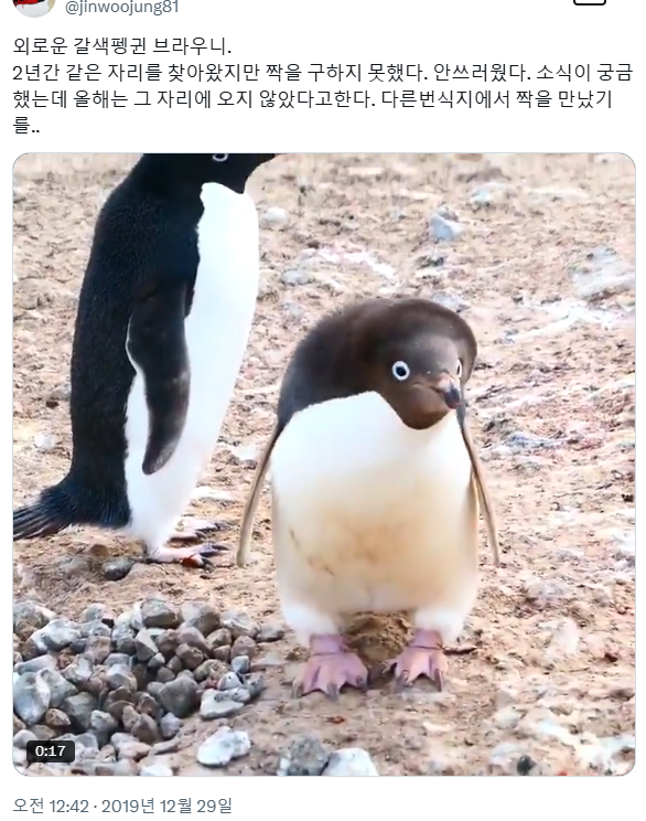 갈색펭귄 브라우니 | 인스티즈