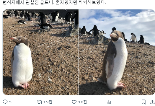 갈색펭귄 브라우니 | 인스티즈