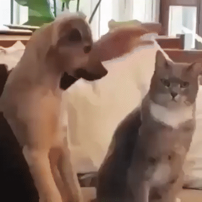  고양이 쓰다듬는 법 배우는 댕댕이